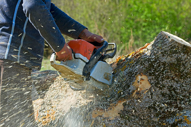 Best Tree Maintenance Programs  in Nicholls, GA